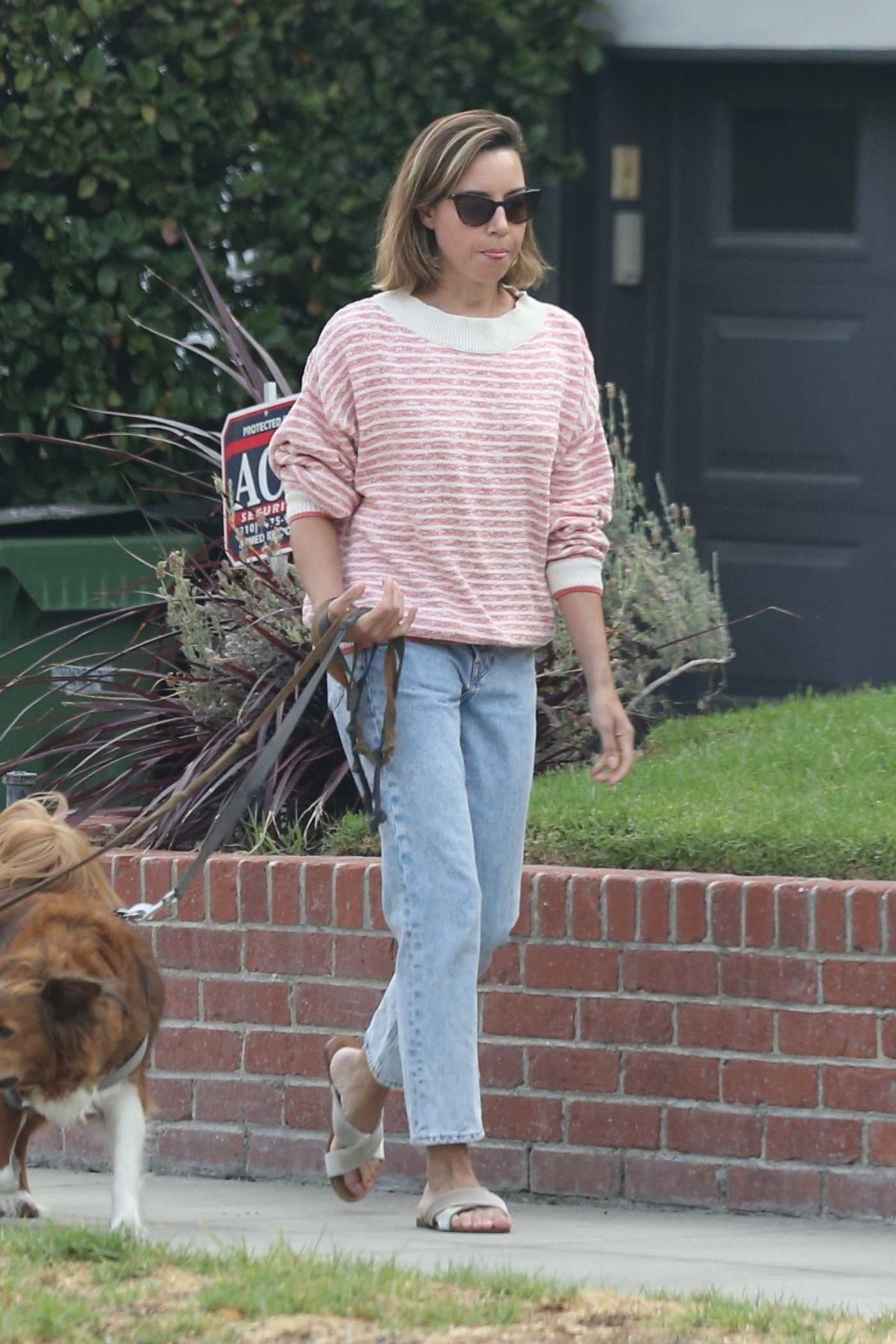Aubrey Plaza in a Pink Striped Sweater Walks Her Dogs in Los Feliz 08/23/2021