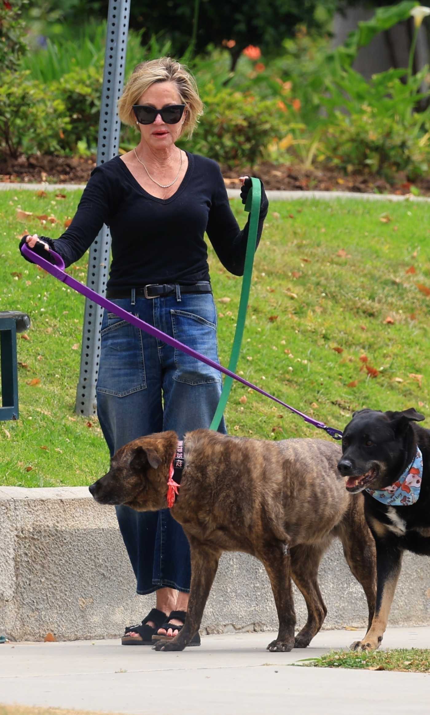 Melanie Griffith in a Blue Jeans Walks Her Dogs at a Park in Beverly Hills 06/18/2024