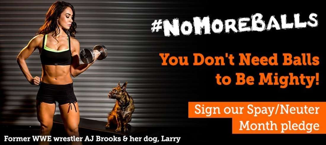 AJ Lee ASPCAs #NoMoreBalls Campaign-1
